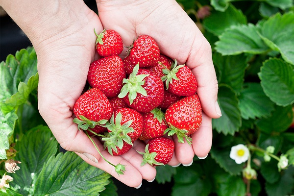  Strawberry: Health Benefits and Nutrition Facts