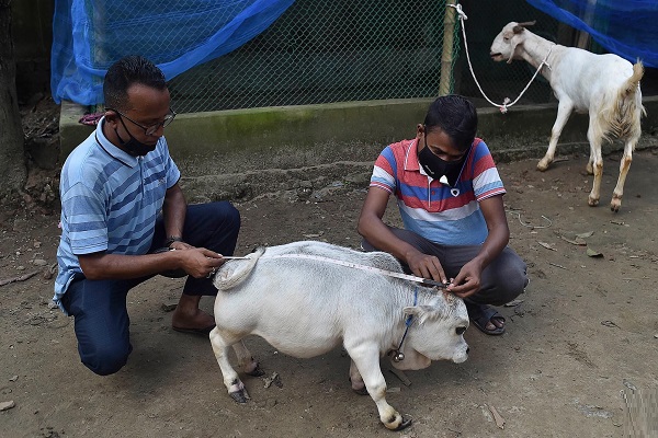  Thousands Flock To See 23-Month-Old Dwarf Cow “Rani”